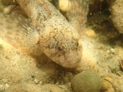 Cottus gobio