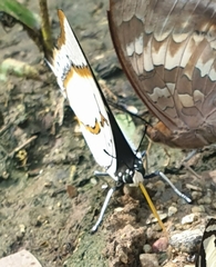 Polyura eudamippus