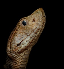 Bothrops asper