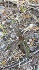 Eupatorieae