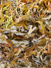 Fucus serratus