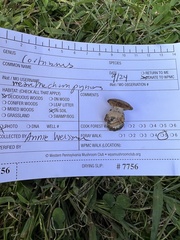 Cortinarius quercophilus