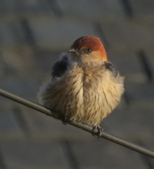 Cecropis cucullata