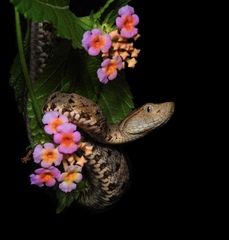 Bothrops asper