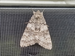 Catocala semirelicta