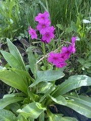 Primula