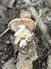 Cortinarius quercophilus