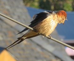Cecropis cucullata