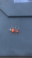 Enoclerus ichneumoneus