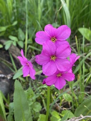 Primula