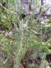 Leucadendron