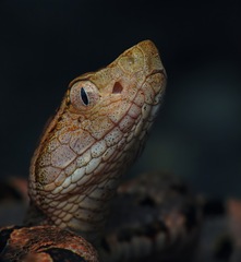 Bothrops asper