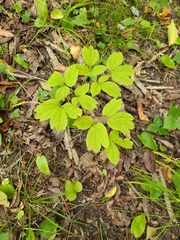 Caulophyllum thalictroides