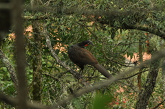 Penelope obscura