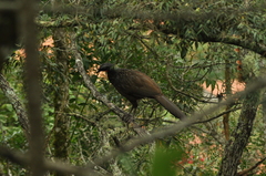 Penelope obscura