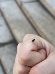 Nematocera