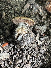 Cortinarius quercophilus