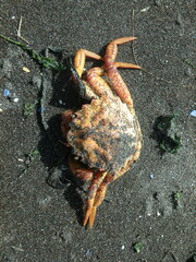 Telmessus cheiragonus