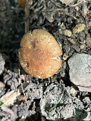 Cortinarius quercophilus