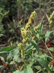 Rumex triangulivalvis