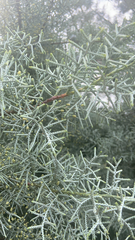 Cupressus arizonica