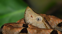 Bothrops asper