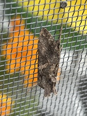 Ctenoplusia oxygramma