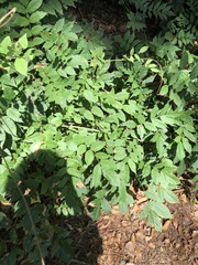 Wisteria sinensis