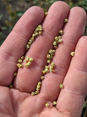 Rumex triangulivalvis