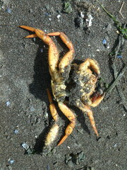 Telmessus cheiragonus