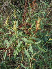 Rumex triangulivalvis
