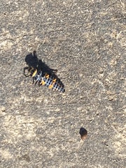 Hippodamia convergens