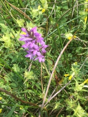 Dactylorhiza maculata maculata