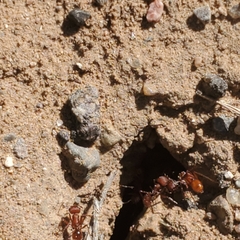 Pogonomyrmex occidentalis