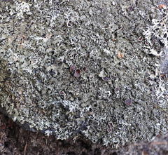 Xanthoparmelia conspersa
