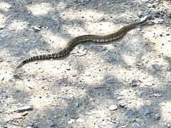 Crotalus oreganus oreganus