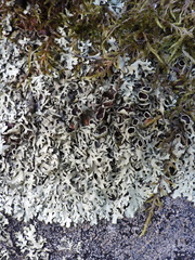 Xanthoparmelia stenophylla