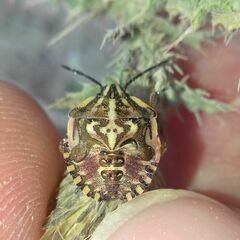 Carpocoris