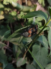 Astylus trifasciatus