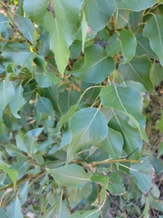Populus