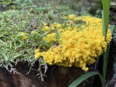 Fuligo septica