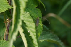 Agapanthia villosoviridescens