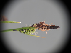 Carex nigra