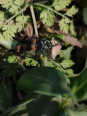 Astylus trifasciatus