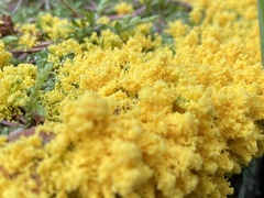 Fuligo septica