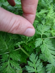 Anthriscus sylvestris