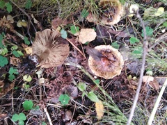 Tricholoma fulvum
