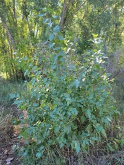 Populus