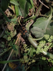 Astylus trifasciatus