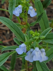 Salvia reflexa